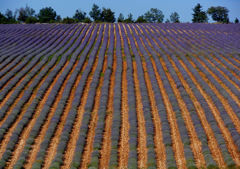 filari viola di provenza