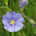 Mountain Flax