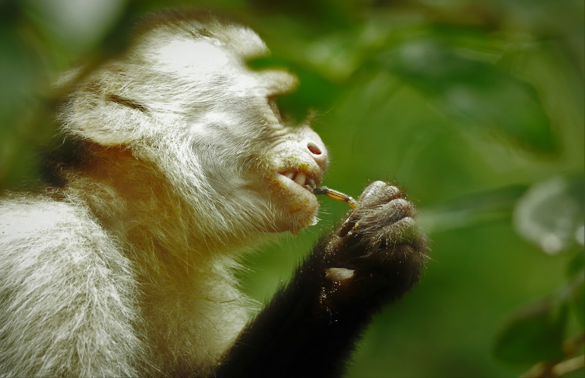 White-faced Capuchin eating a scorpion