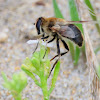 Hoverfly