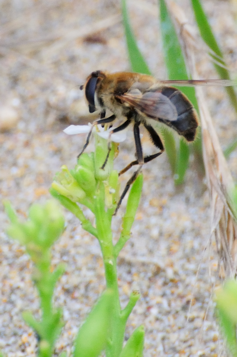 Hoverfly