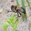 Hoverfly