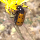 Blister Beetle