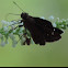 Northern Cloudywing