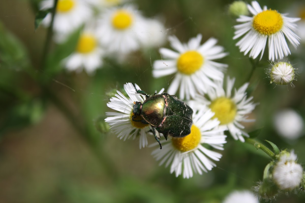 Rose Chafer