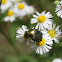 Rose Chafer