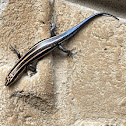 5-Striped Skink