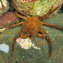 Shield-backed kelp crab