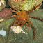 Shield-backed kelp crab