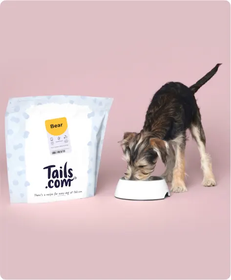 Hund, der das bei Tails.com bestellte Futter frisst