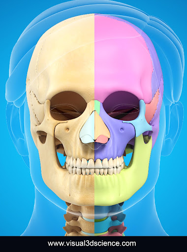 My Skull Anatomy