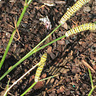 Eastern Black Swallowtail Caterpillar