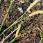 Eastern Black Swallowtail Caterpillar