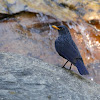 Blue Whistling Thrush