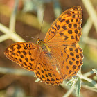 Silver-washed Fritillary