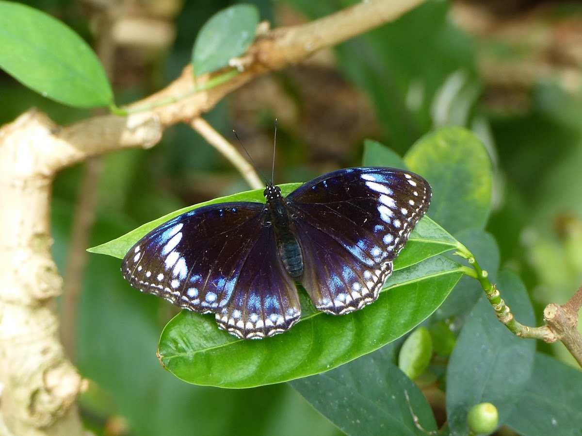 blue-banded eggfly