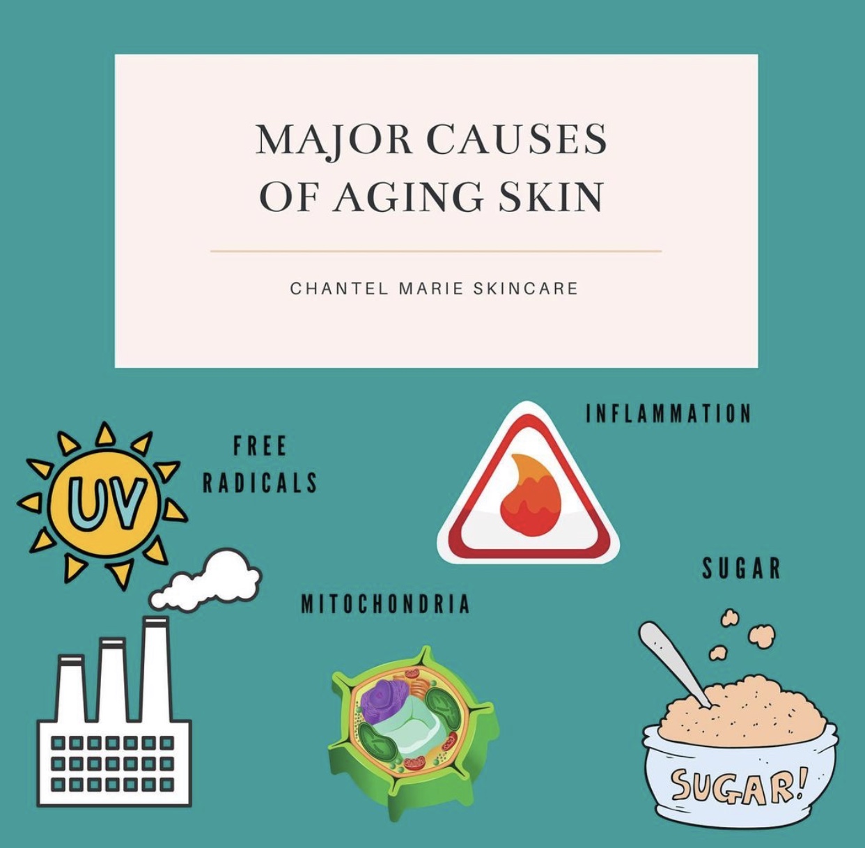 Aging Causes Chantelmarieskincare Com