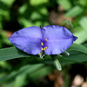 Ohio Spiderwort (mutant)