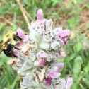 Carpenter bee