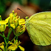 Common grass yellow