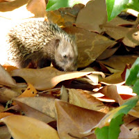 Riccio-velox di 