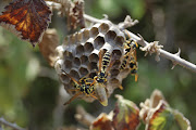 The European paper wasp.