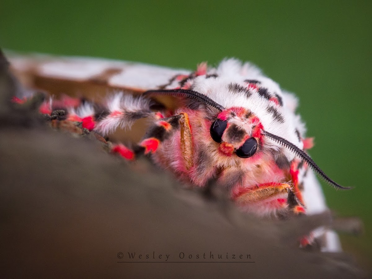 Rosy Gypsy Moth