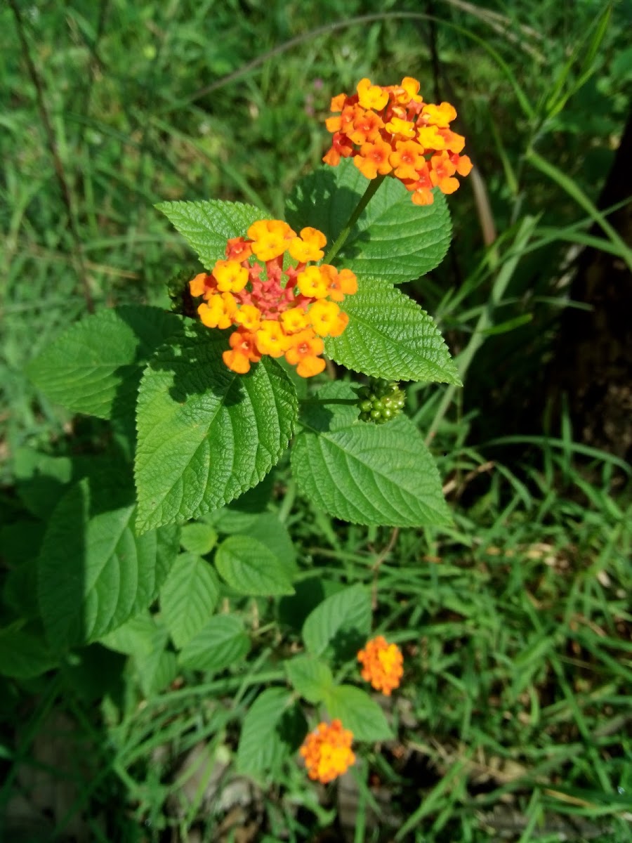 Lantana Camara