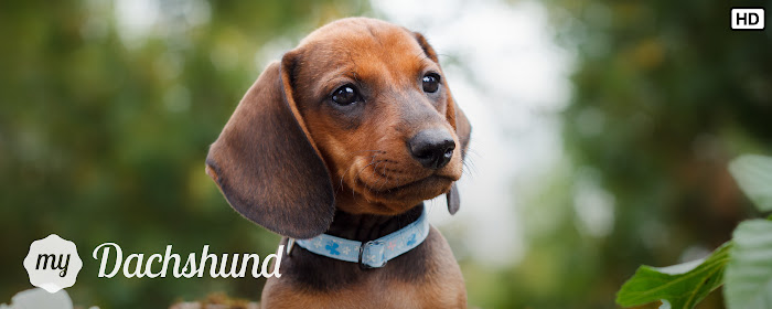 My Dachshund Dog & Puppy HD Wallpapers marquee promo image