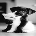 puppy and kitten wallpaper