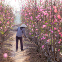 peach tree care