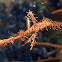 Ornate Ghost Pipefish