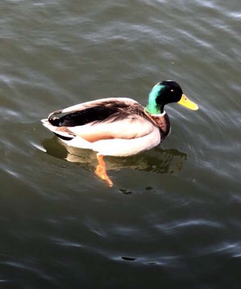 Mallard