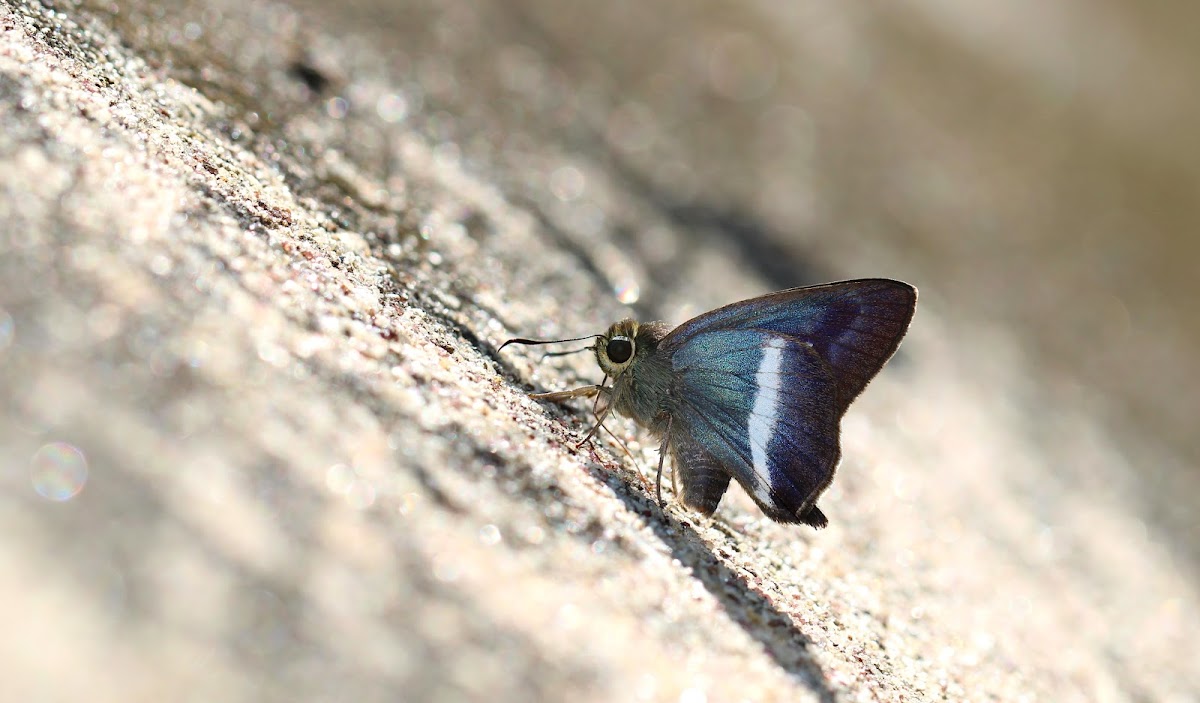 White Banded Awl