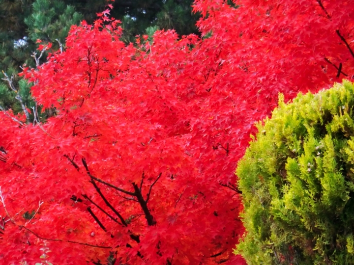 Rosso d'autunno; di Elvis