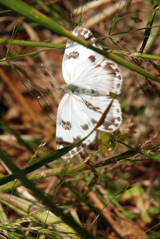 Eastern Bath White