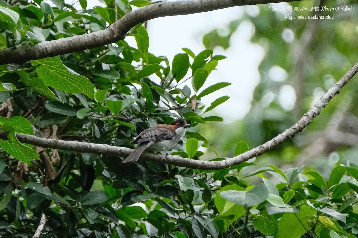 Chestnut Bulbul 栗背短腳鵯