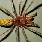 Yellow Sac spider