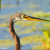 Tricolored Heron (immature)