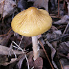 Hymenopellis sinapicolor