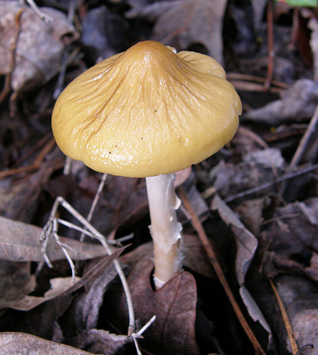 Hymenopellis sinapicolor