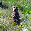 Western Meadowlark