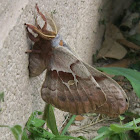 Polyphemus Moth