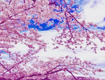 この桜の樹の下は