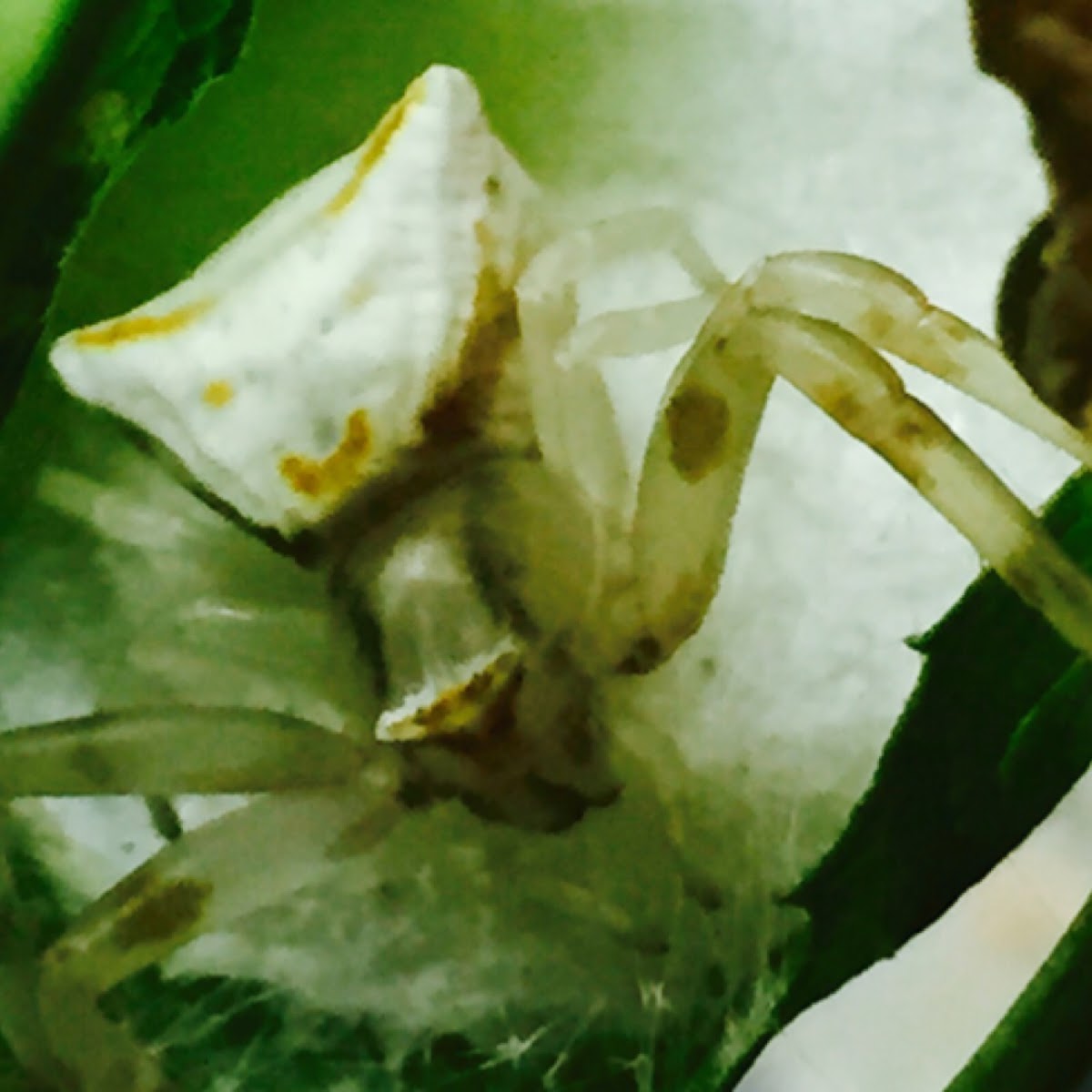 Crab spider