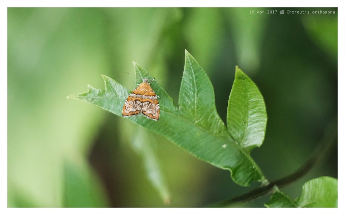 Choreutis orthogona