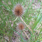 Wild Teasel