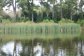 Image result for the groynes