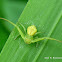 Crab Spider