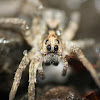 Wolf Spider